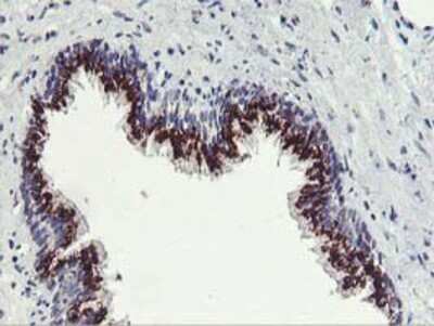 Immunohistochemistry: Frataxin Antibody (OTI1C12) - Azide and BSA Free [NBP2-70766]