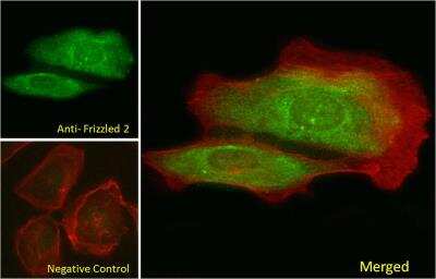 Immunocytochemistry/ Immunofluorescence: Frizzled-2 Antibody [NBP1-20920]