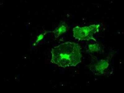 Immunocytochemistry/ Immunofluorescence: Frk Antibody (OTI6D2) [NBP1-47761]