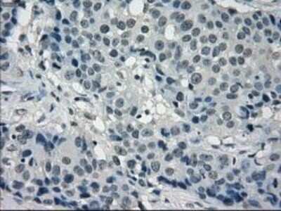 Immunohistochemistry-Paraffin: Frk Antibody (OTI6D2) [NBP1-47761]