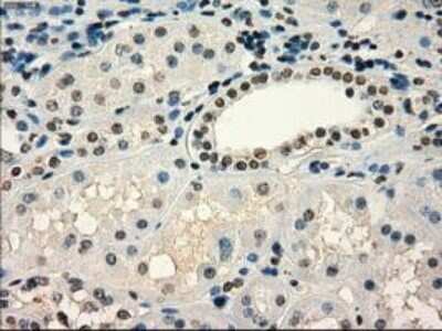 Immunohistochemistry-Paraffin: Frk Antibody (OTI6D2) [NBP1-47761]
