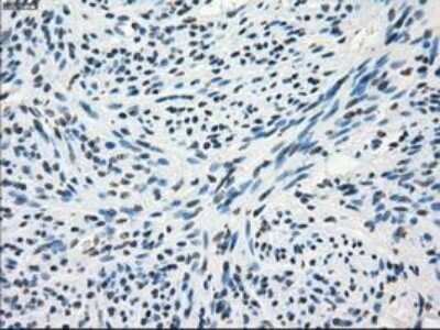 Immunohistochemistry-Paraffin: Frk Antibody (OTI6D2) [NBP1-47761]