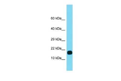 Western Blot: Fucose Mutarotase Antibody [NBP2-82855]