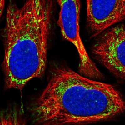 Immunocytochemistry/ Immunofluorescence: Fumarase Antibody [NBP1-89814]