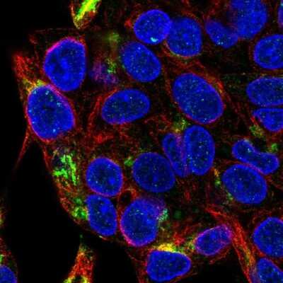 Immunocytochemistry/ Immunofluorescence: Fumarylacetoacetate hydrolase Antibody [NBP2-48736]