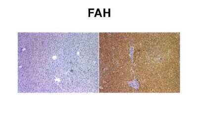 Immunohistochemistry-Paraffin: Fumarylacetoacetate hydrolase Antibody [NBP1-53110]