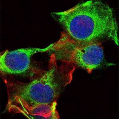 Immunocytochemistry/ Immunofluorescence: Fyn Antibody (2A10) - BSA Free [NBP2-37588]