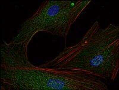 Immunocytochemistry/ Immunofluorescence: Fyn Antibody (FYN-01) - BSA Free [NB500-517]