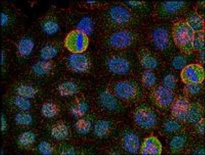 Immunocytochemistry/ Immunofluorescence: Fyn Antibody (FYN-01) - BSA Free [NB500-517]