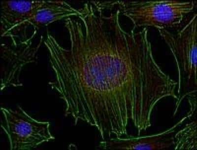 Immunocytochemistry/ Immunofluorescence: Fyn Antibody (FYN-01) - BSA Free [NB500-517]