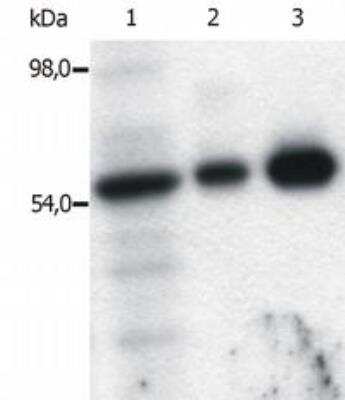 Immunoprecipitation: Fyn Antibody (FYN-01) - BSA Free [NB500-517]