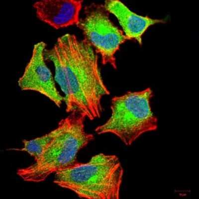 Immunocytochemistry/ Immunofluorescence: G-CSF Antibody (8G5F7) - BSA Free [NBP2-52448]