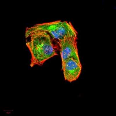 Immunocytochemistry/ Immunofluorescence: G-CSF Antibody (8G5F7) - BSA Free [NBP2-52448]