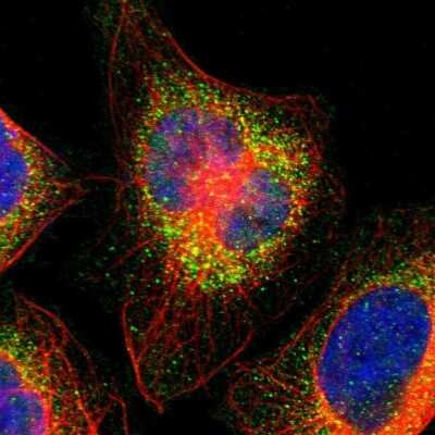 Immunocytochemistry/ Immunofluorescence: G Protein alpha z Antibody [NBP1-88111]