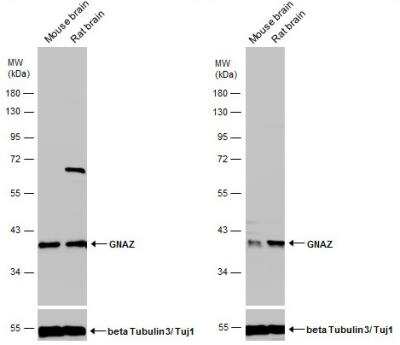 Western Blot: G Protein alpha z Antibody [NBP2-16561]