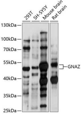 Western Blot: G Protein alpha z AntibodyAzide and BSA Free [NBP3-02979]