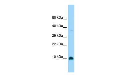 Western Blot: G gamma4 Antibody [NBP2-84035]