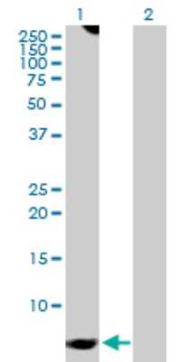 Western Blot: G gamma7 Antibody [H00002788-D01P]
