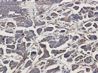 Immunohistochemistry-Paraffin: G protein alpha-13 Antibody (S08-4F2) [NBP3-19956]