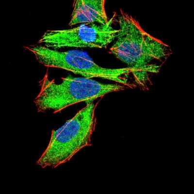 Immunocytochemistry/ Immunofluorescence: G protein alpha Antibody (7G6G5) - BSA Free [NBP2-52476]