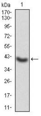Western Blot: G protein alpha Antibody (7G6G5)BSA Free [NBP2-52476]