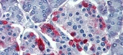 Immunohistochemistry: G protein alpha Antibody [NBP1-58349]