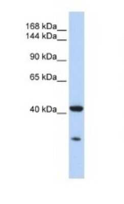 Western Blot: G protein alpha Antibody [NBP1-58349]