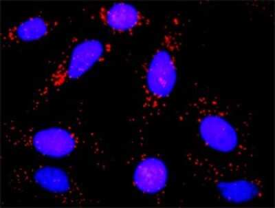 Proximity Ligation Assay: G protein alpha Inhibitor 2 Antibody (3G11) [H00002771-M02]