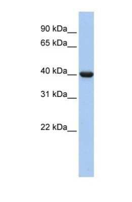Western Blot: G protein alpha Inhibitor 2 Antibody [NBP1-58301]