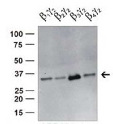Western Blot: G protein beta 4 Antibody [NBP1-79681]