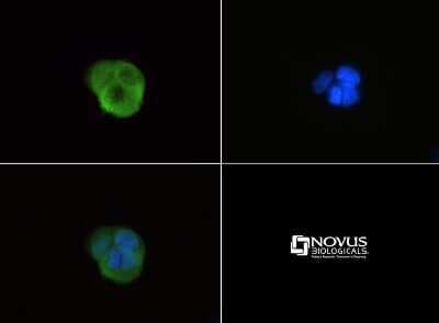 Immunocytochemistry/ Immunofluorescence: G0S2 Antibody [NBP1-71690]