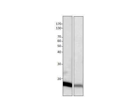 Western Blot: G0S2 Antibody [NBP3-12396]