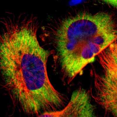 Immunocytochemistry/ Immunofluorescence: G3BP1 Antibody [NBP1-83404]