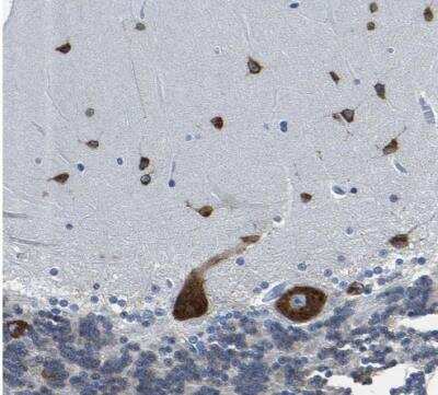 Immunohistochemistry-Paraffin: G3BP2 Antibody [NBP1-82976]
