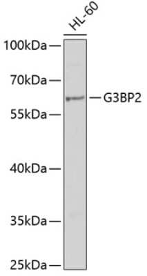 Western Blot: G3BP2 AntibodyBSA Free [NBP3-04715]
