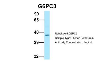 Western Blot: G6PC3 Antibody [NBP2-82857]