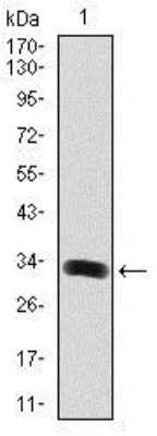 Western Blot: GAB1 Antibody (1A7)BSA Free [NBP2-37742]