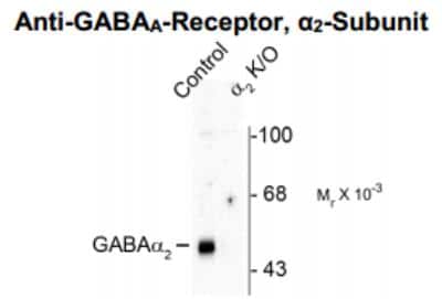 Western Blot: GABA-AR alpha 2 Antibody [NBP2-36560]