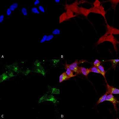 Immunocytochemistry/ Immunofluorescence: GABA-A R beta 3 Antibody (N87/25) [NBP1-47613]