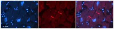 Immunohistochemistry: GABA-A R rho 2 Antibody [NBP1-80061]
