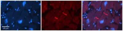 Immunohistochemistry: GABA-A R rho 2 Antibody [NBP1-80061]