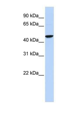 Western Blot: GABA-A R rho 2 Antibody [NBP1-80061]