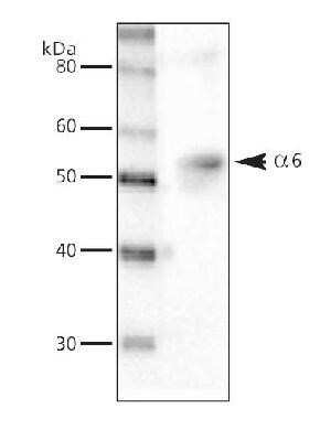 Western Blot: GABA-AR alpha 6 Antibody [NB300-196]