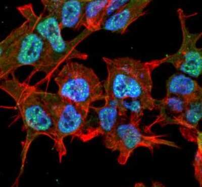 Immunocytochemistry/ Immunofluorescence: GABA-AR alpha 2 Antibody (S399-19) [NBP2-59325]