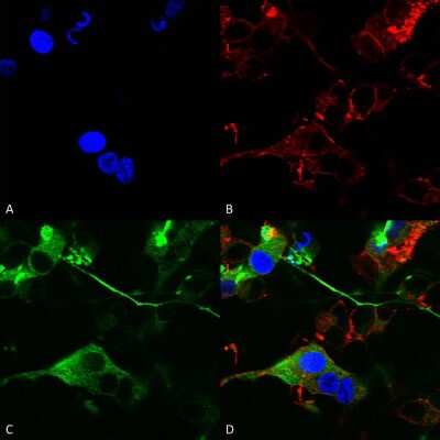 Immunocytochemistry/ Immunofluorescence: GABA-AR alpha 2 Antibody (S399-19) [NBP2-59325]