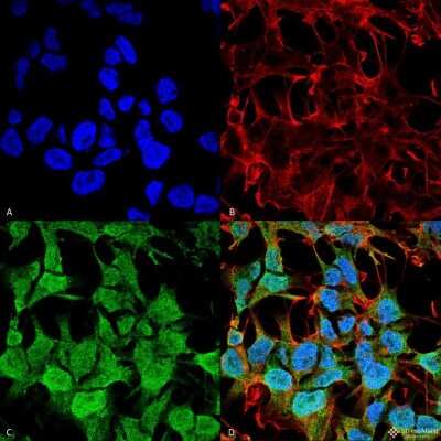 Immunocytochemistry/ Immunofluorescence: GABA-AR alpha 5 Antibody (S415-24) [NBP2-59700]
