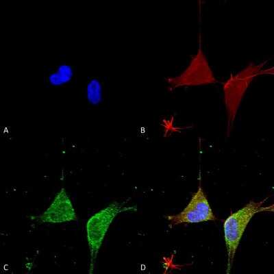 Immunocytochemistry/ Immunofluorescence: GABA-AR alpha 5 Antibody (S415-24) [NBP2-59700]