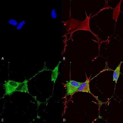 Immunocytochemistry/ Immunofluorescence: GABA-B R2 Antibody (S81-2) [NBP2-59335]