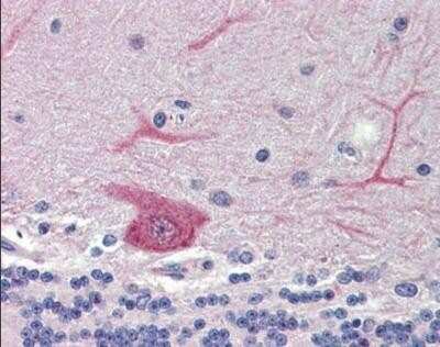 Immunohistochemistry-Paraffin: GABARAPL1 Antibody [NBP1-55202]