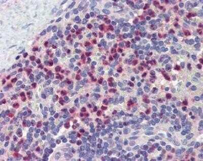 Immunohistochemistry-Paraffin: GABARAPL1 Antibody [NBP1-55202]